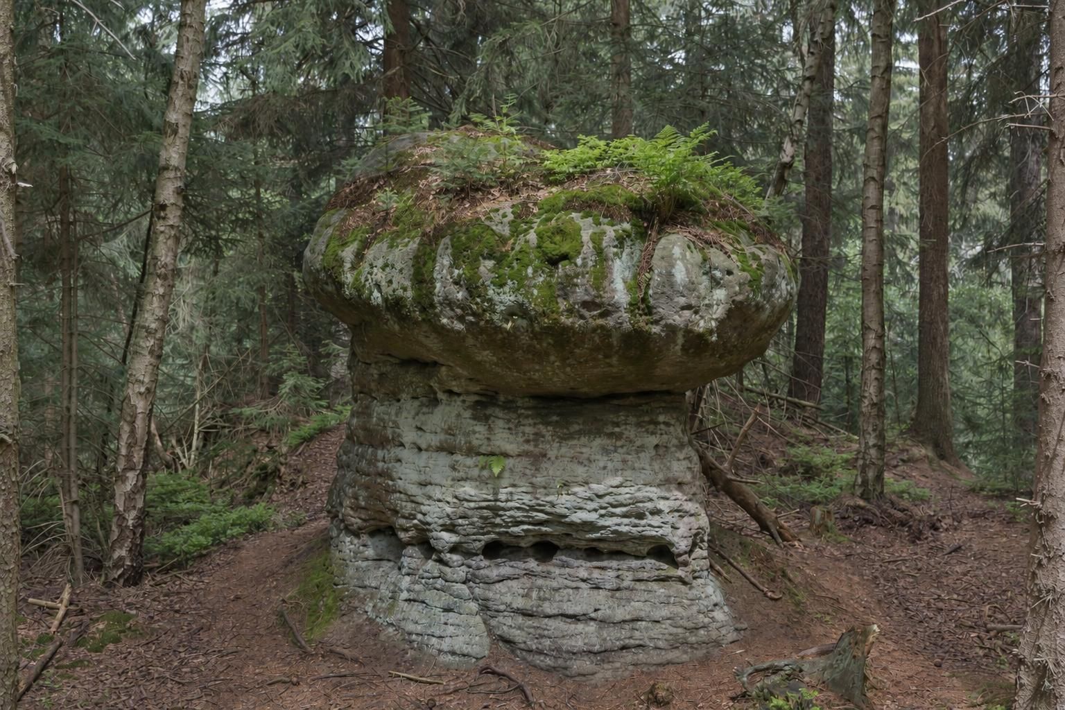 Formacje Skalnych Grzybów w lesie na wschodnim skraju Gór Stołowych